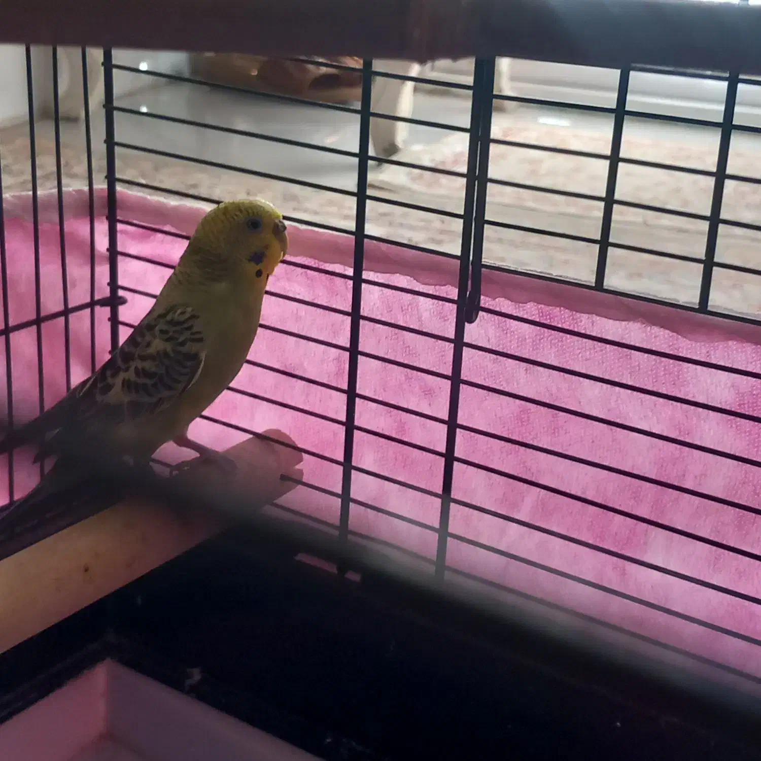 ۱ عدد مرغ عشق|پرنده|رباط‌کریم, رباط‌کریم|دیوار