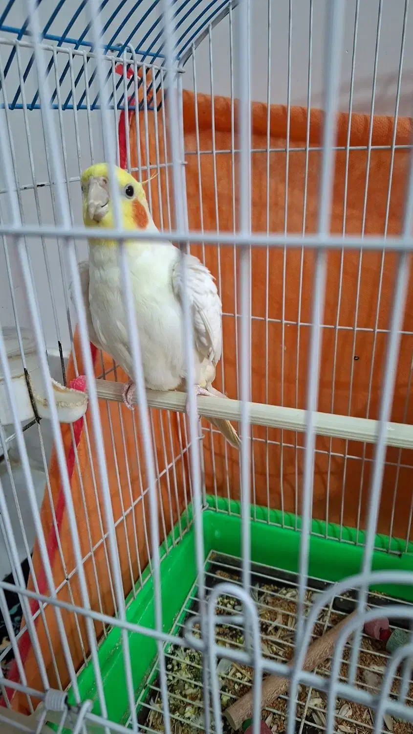 عروس هلندی سخنگو باهوش|پرنده|شهرآباد, |دیوار