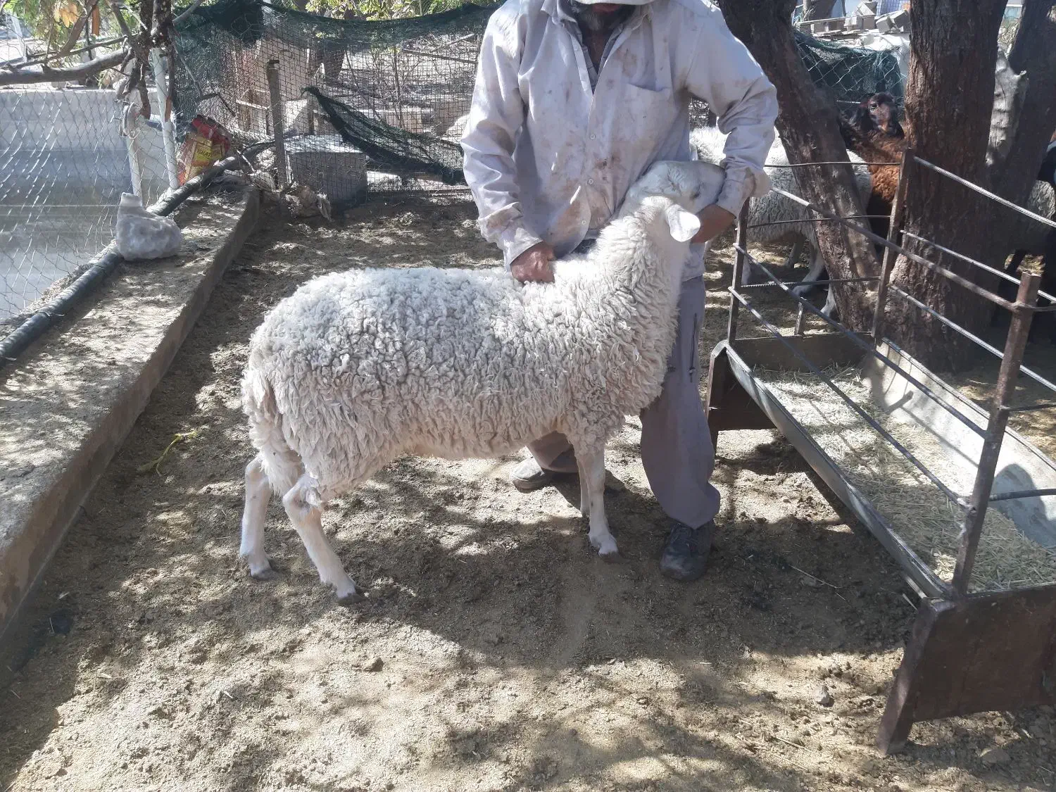 فروش ویژه بره قوچ لاکن|حیوانات مزرعه|نیریز, |دیوار