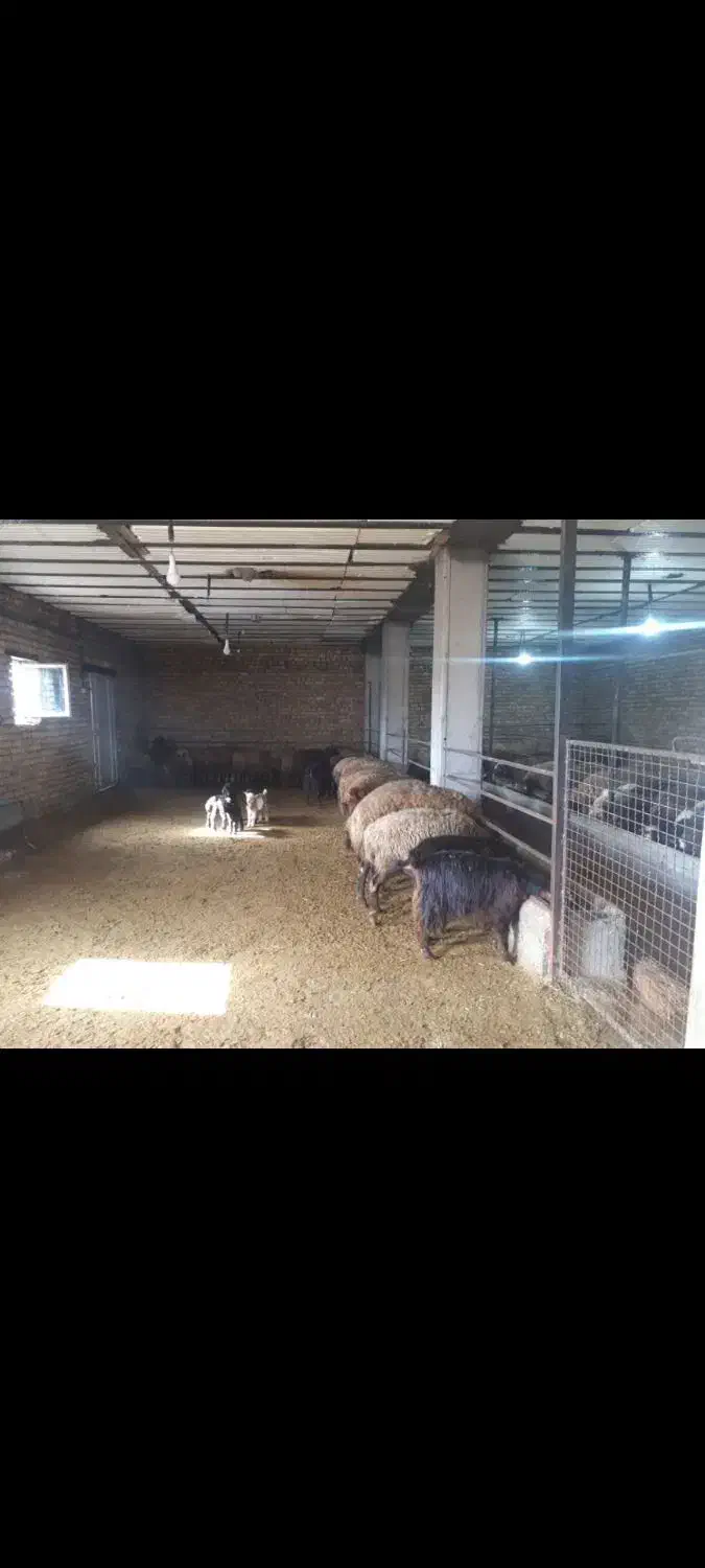 شراکت در دامداری|اجارهٔ دفتر صنعتی، کشاورزی، تجاری|چهاردولی, |دیوار