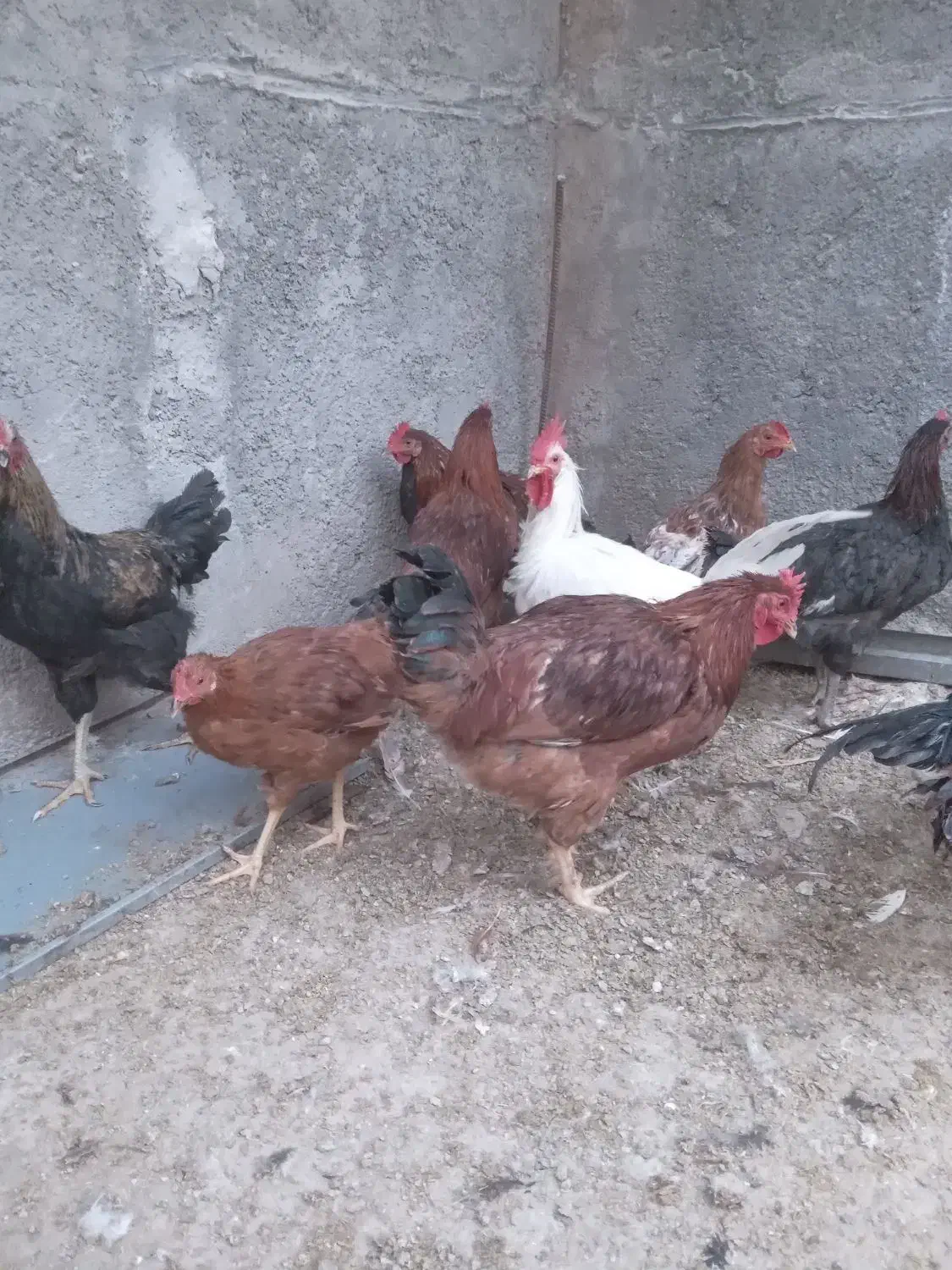 خروس|حیوانات مزرعه|سرپل ذهاب, |دیوار