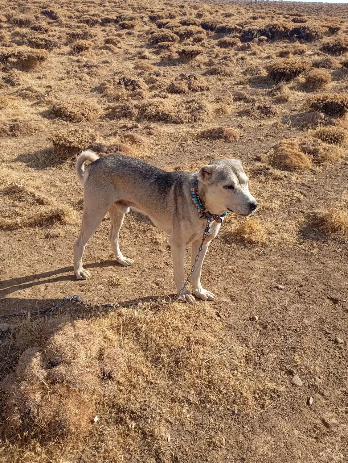 سگ سرابی|سگ|دیواندره, |دیوار