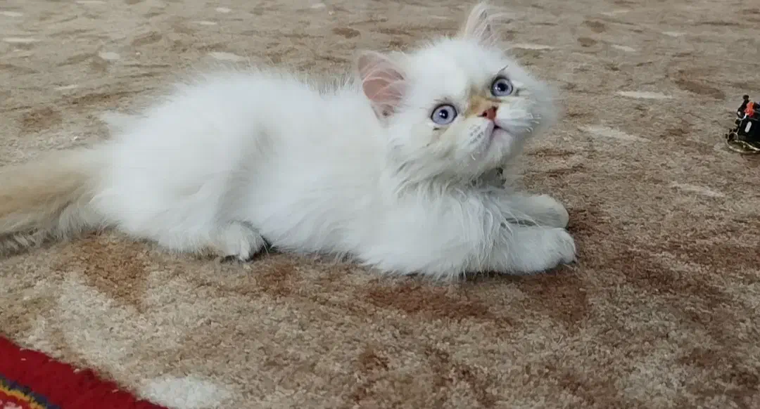 معاوضه پرشین رد پوینت با طوطی|گربه|تهران, گلچین|دیوار