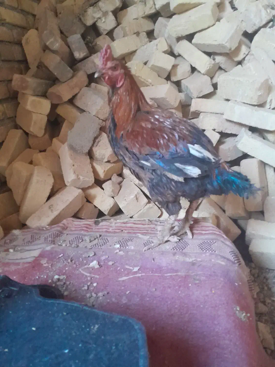 ج لاری|حیوانات مزرعه|کنگاور, |دیوار