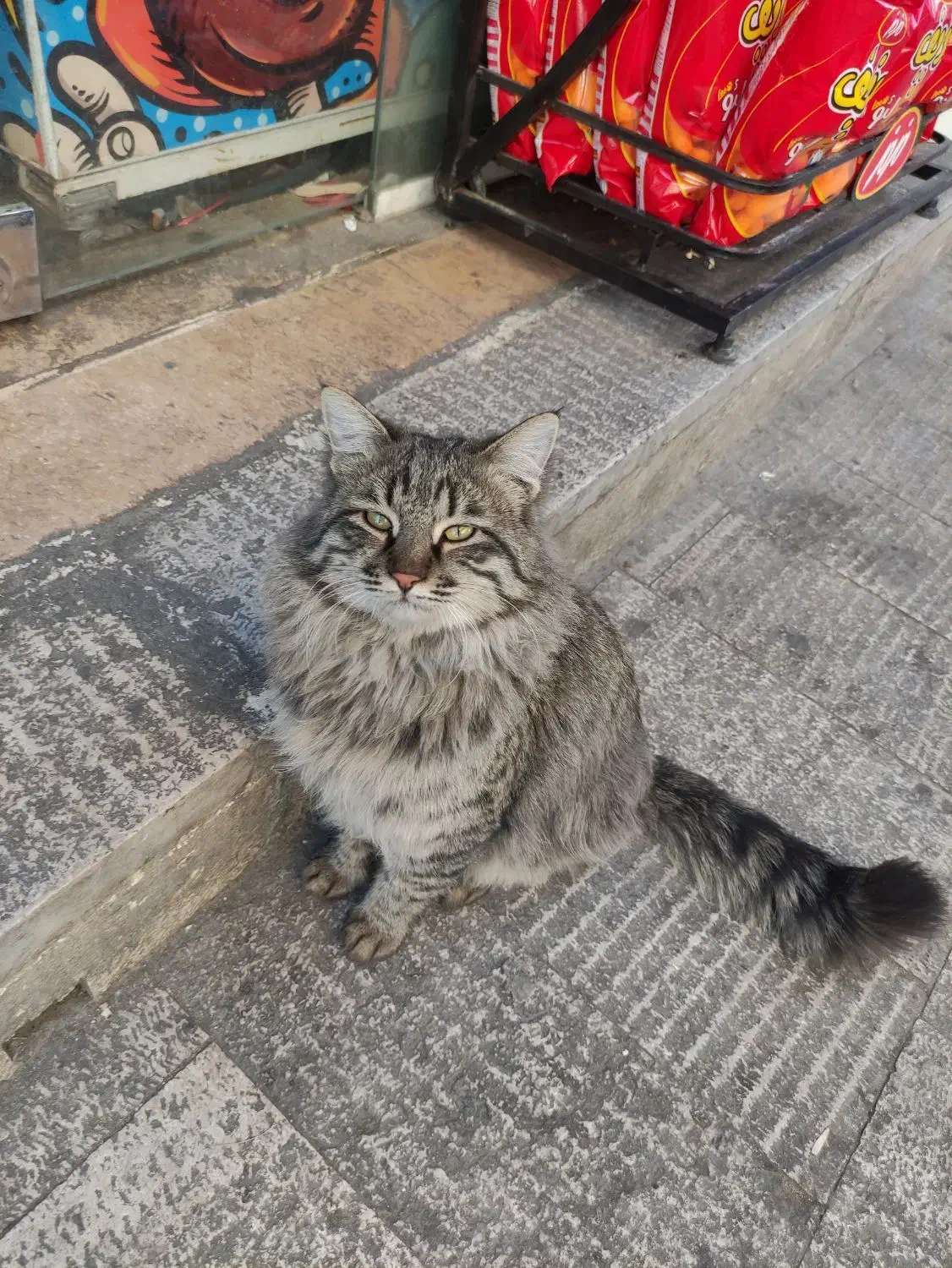 گربه پیدا شده|حیوانات|شیراز, لب آب|دیوار