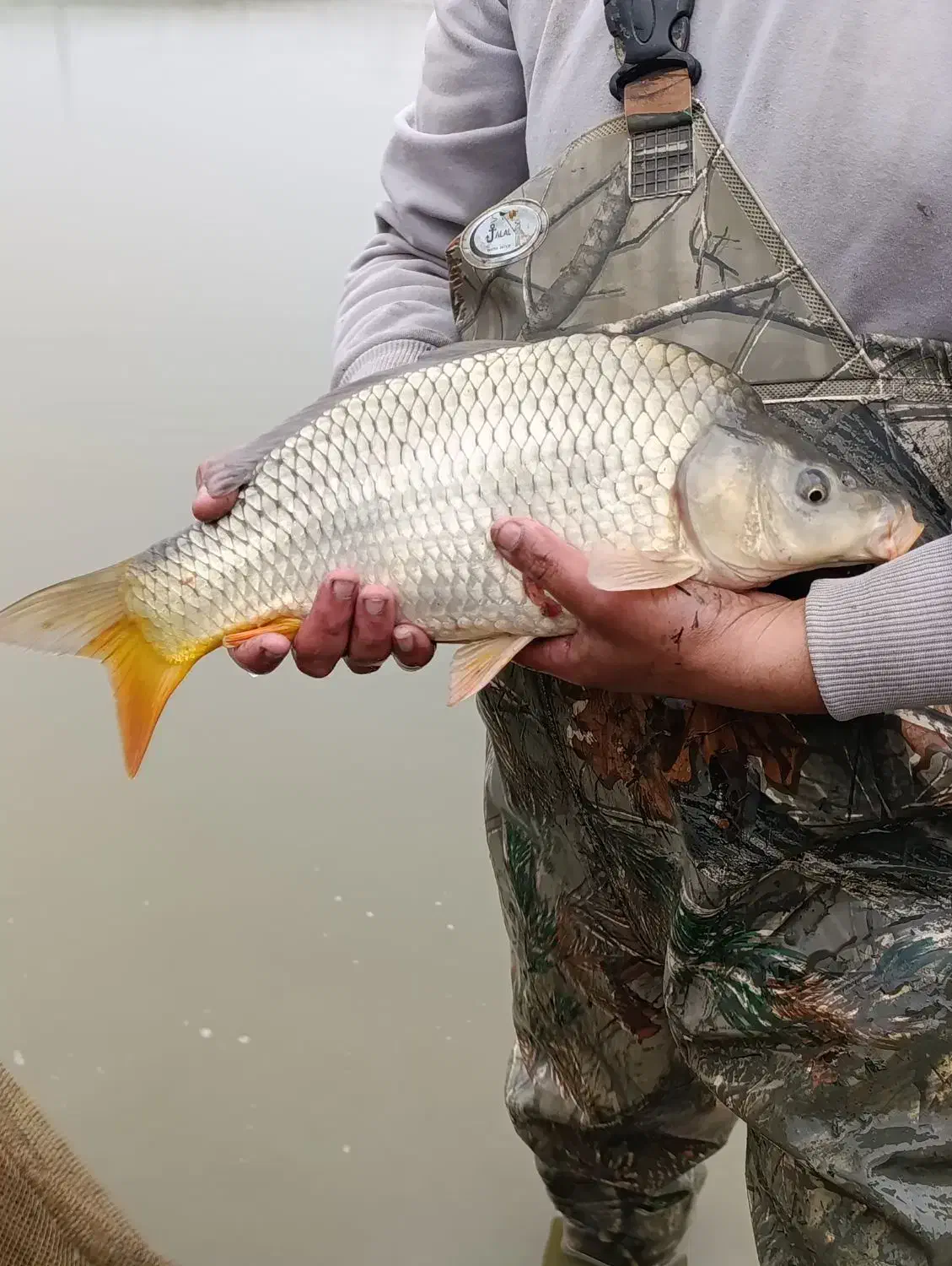 فروش انواع ماهی|ماهی|تهران, آزادشهر|دیوار