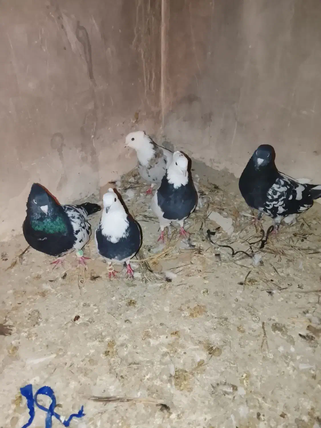 کبوتر|پرنده|شیروان (خراسان), |دیوار