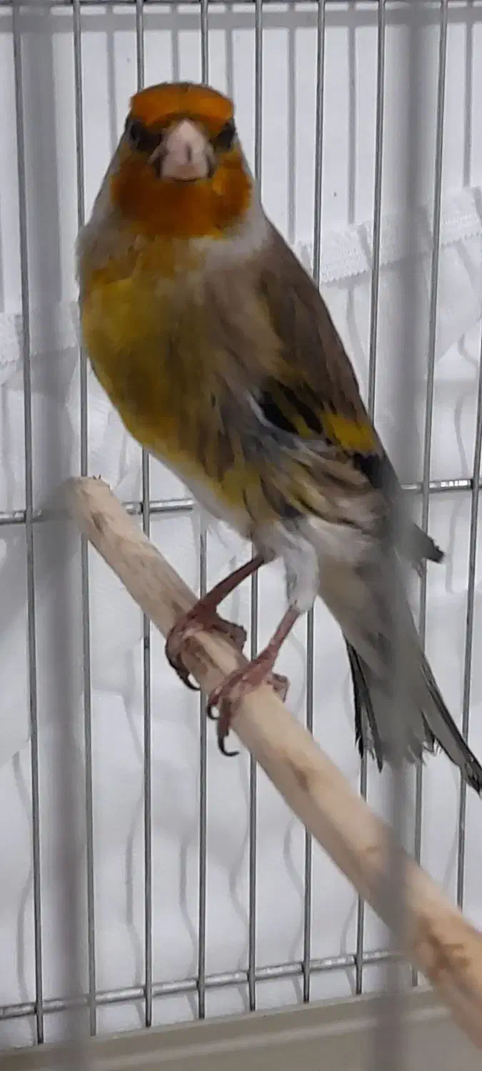 سیره قناری|پرنده|محمدشهر, محمدشهر|دیوار