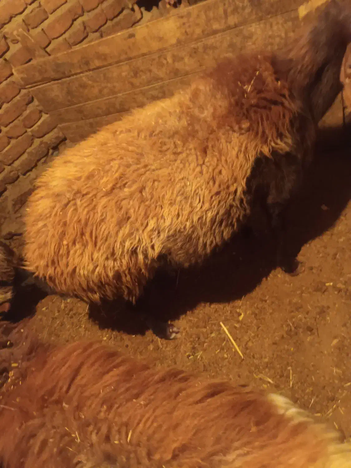 یک عدد گوسفند قربانی|حیوانات مزرعه|صومای برادوست, |دیوار