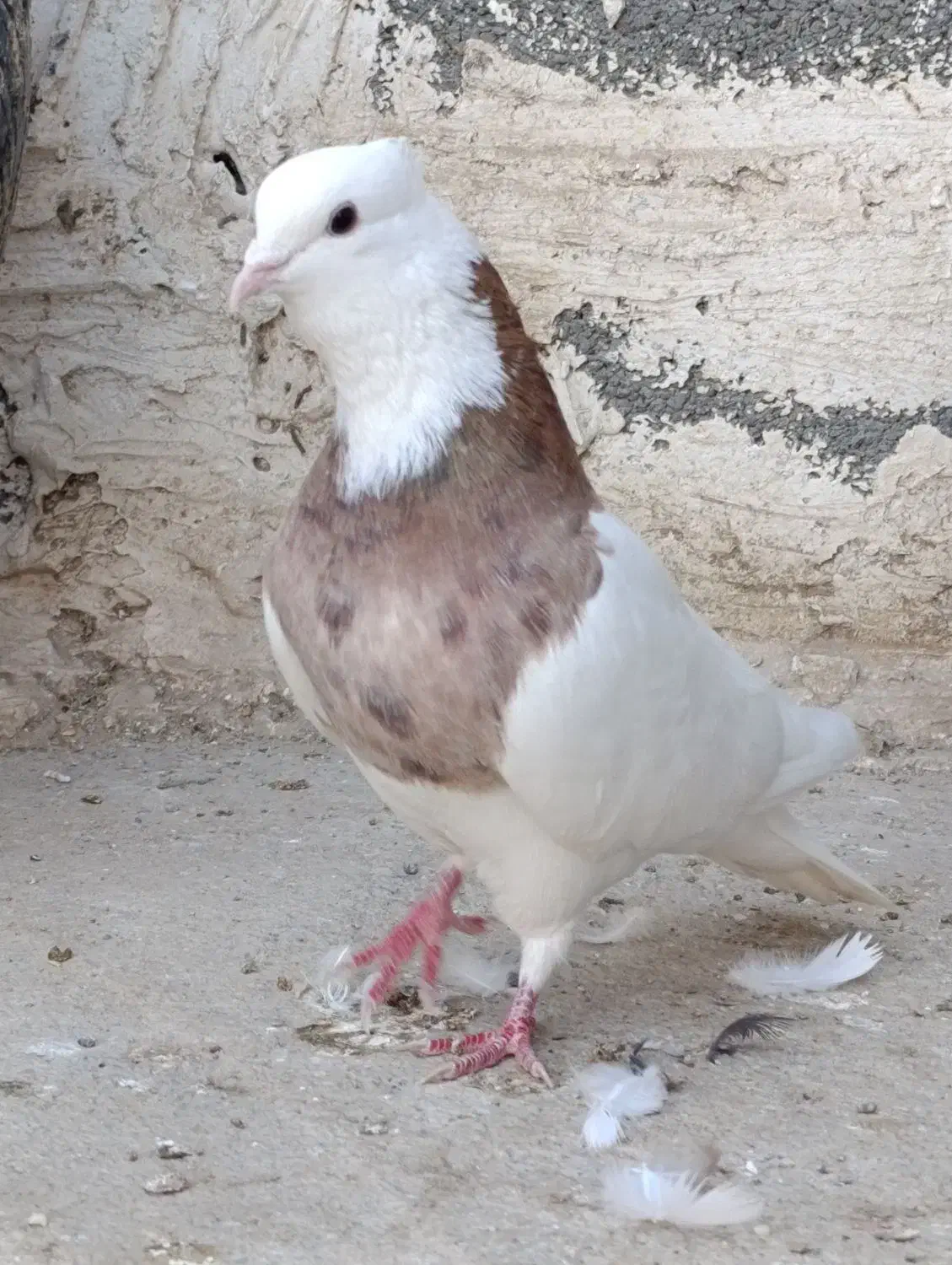 کبوتر،طوقی معاوضه با ماده|پرنده|بیستون, |دیوار