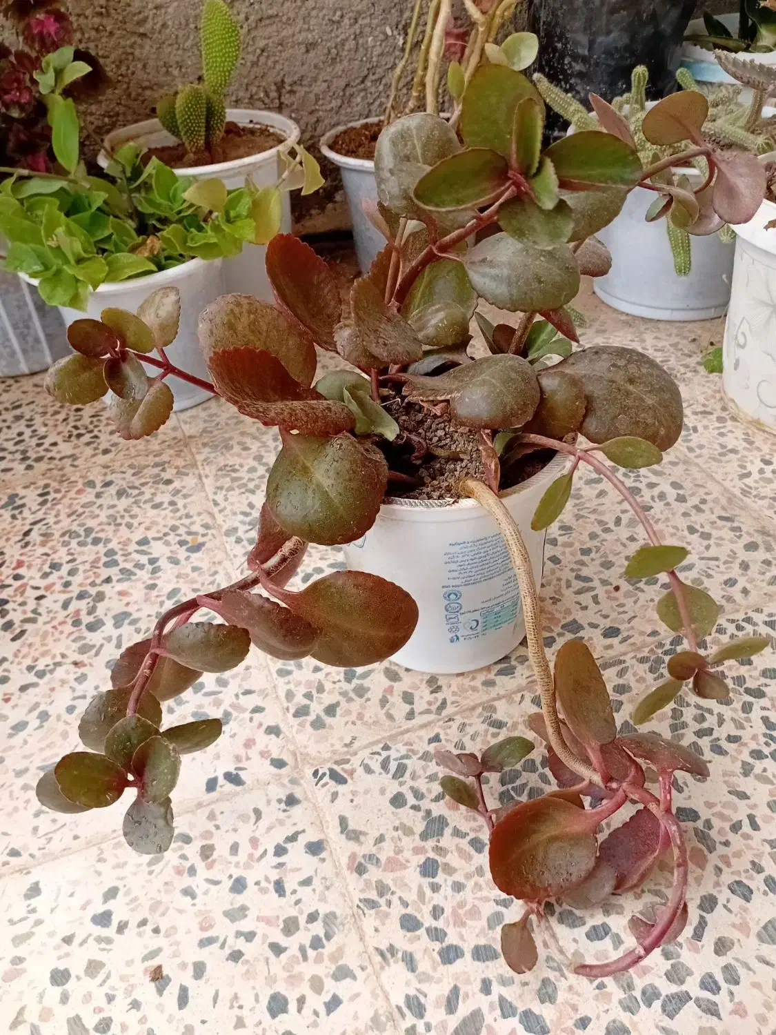 گل و گیاه|گل و گیاه طبیعی|ابهر, |دیوار