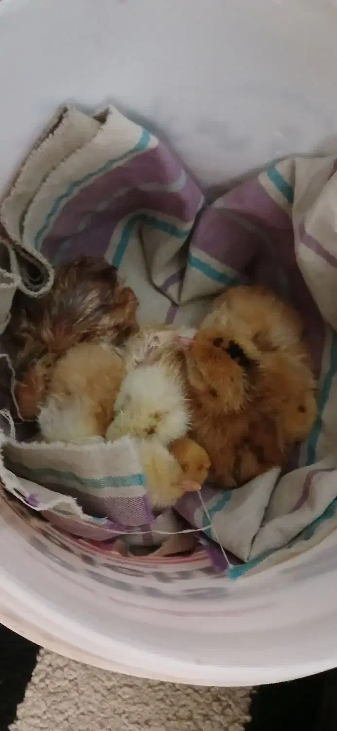 جوجه محلی یک روزه|حیوانات مزرعه|بابل, |دیوار