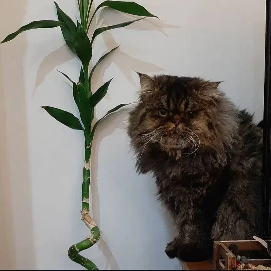 گربه پرشین نر|گربه|قزوین, |دیوار