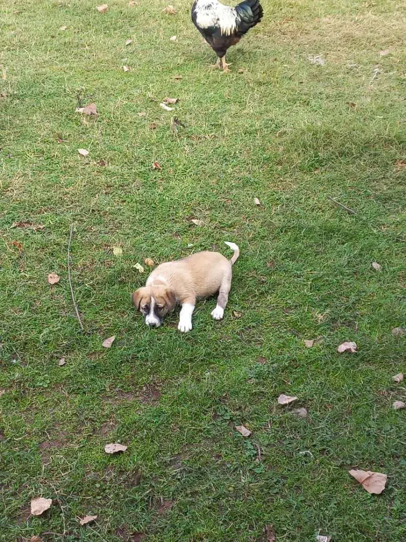 فروش یک قلاده سگ ماده به همراه توله نر|سگ|رستم‌آباد, |دیوار