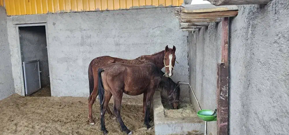 یک اسب مادیان ویک کره اسب|اسب و تجهیزات اسبسواری|بندرعباس, |دیوار