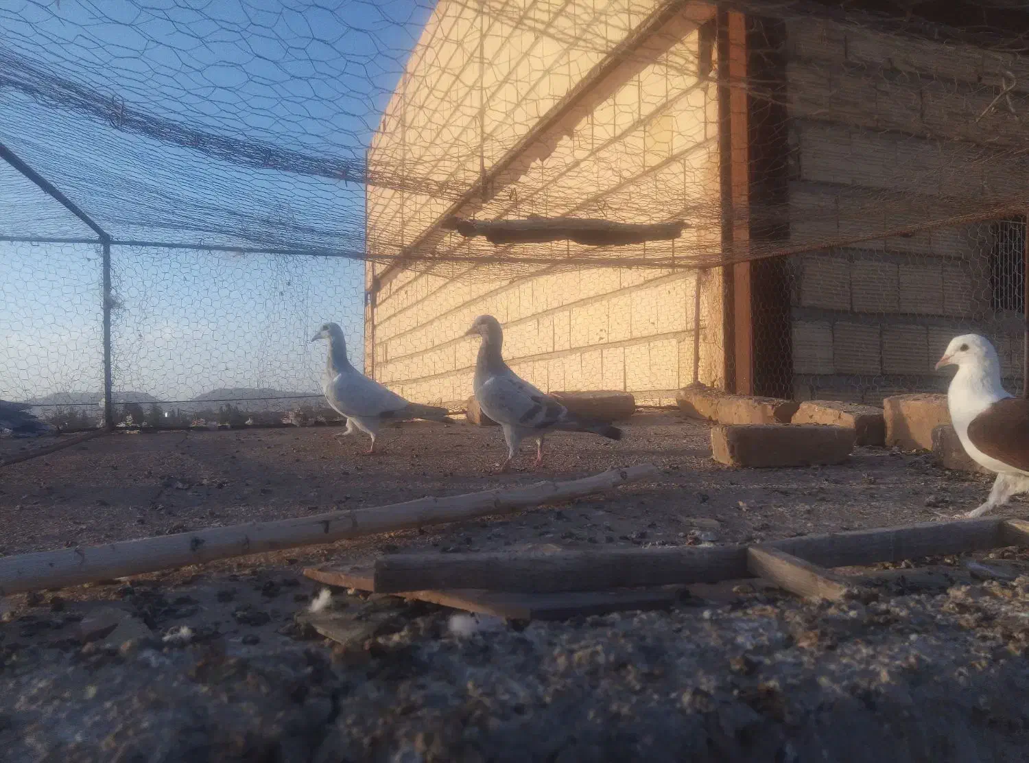 جوجه کفتر|پرنده|ملک‌آباد, |دیوار