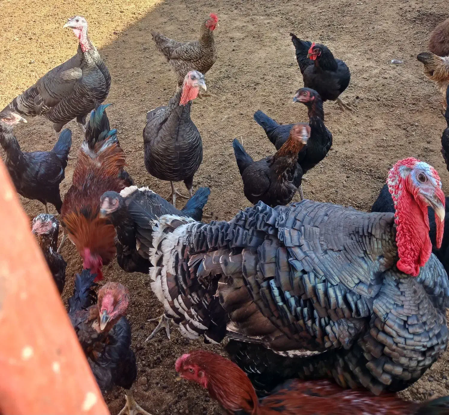 3 عدد بوقلمون|حیوانات مزرعه|مشهد, کلاته تیموری|دیوار