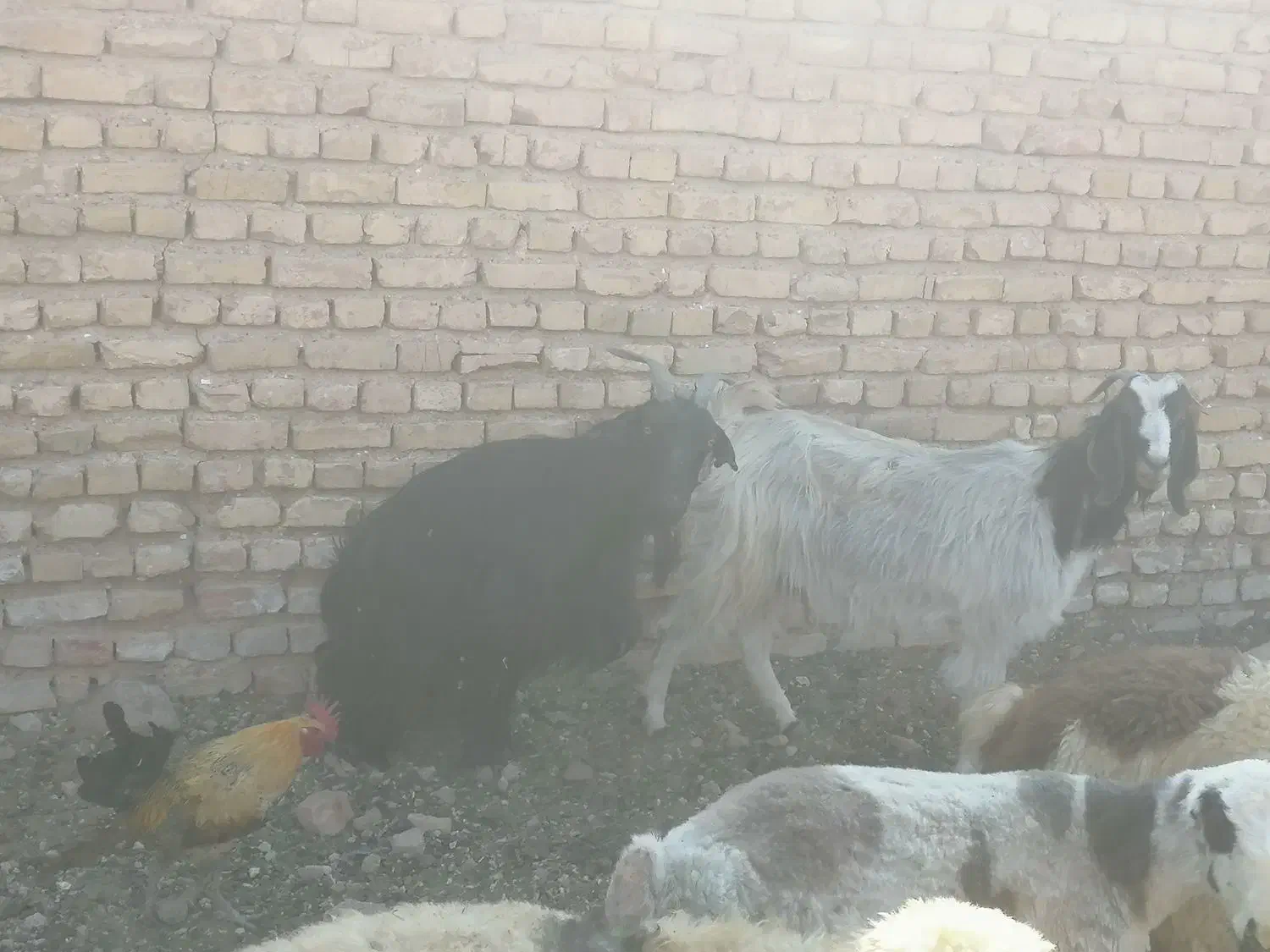 4 راس بز|حیوانات مزرعه|زرقان, |دیوار