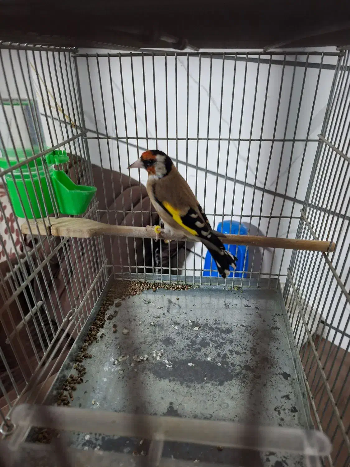 سهره جوجه قفس زیر باری|پرنده|بروجرد, |دیوار