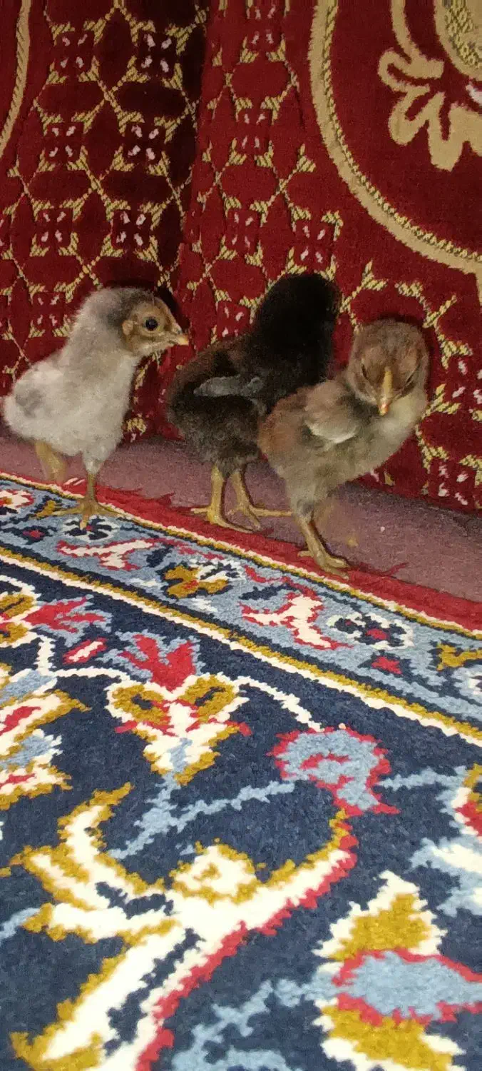 جوجه لاری|حیوانات مزرعه|قیدار, |دیوار