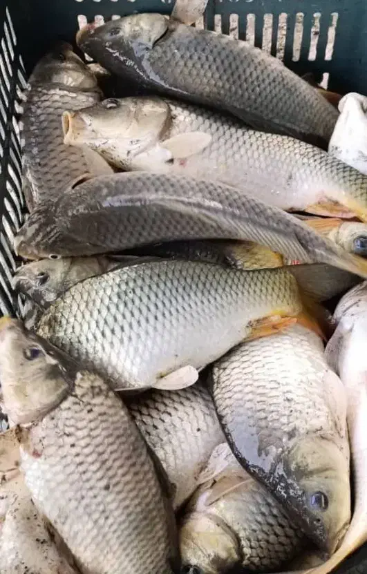 فروش بچه ماهی کپور و آمور|ماهی|ساری, |دیوار