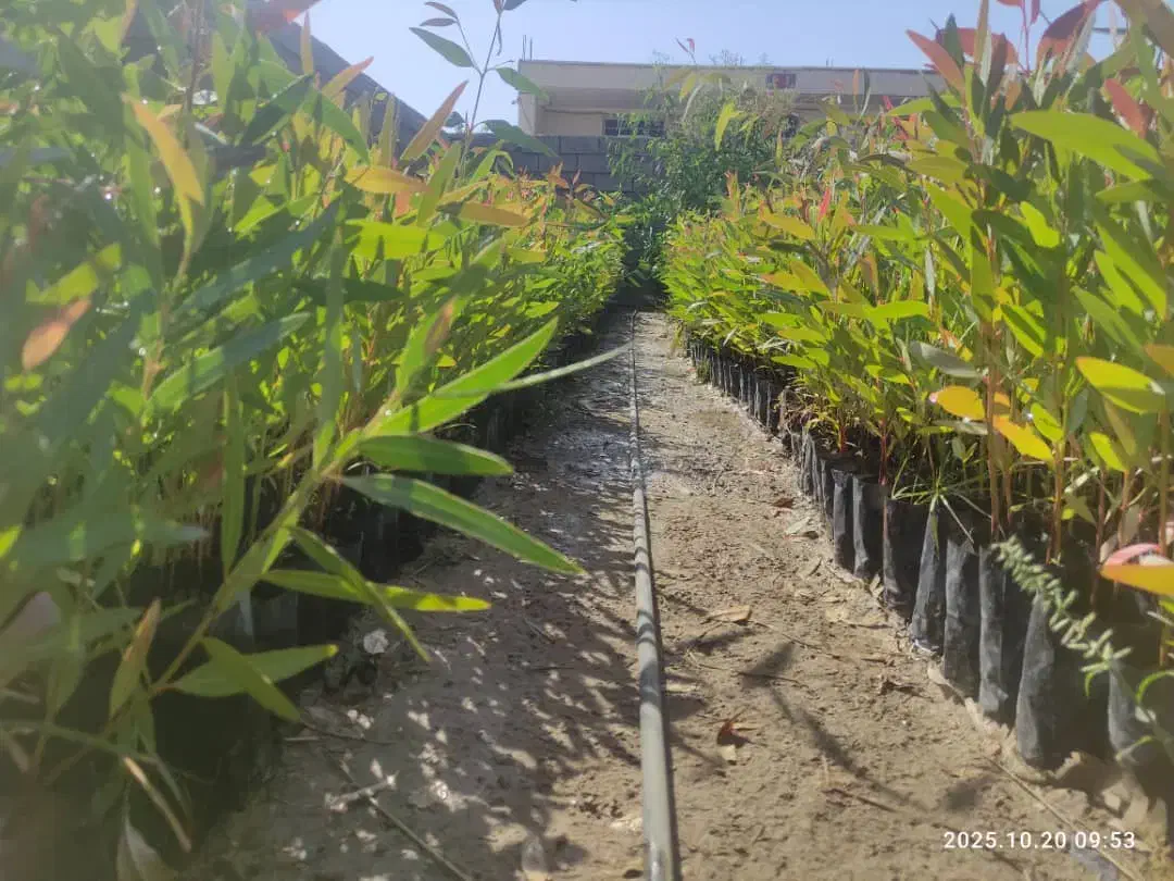 فروش عمده نهال اکالیپتوس|خدمات باغبانی و درختکاری|جهرم, |دیوار