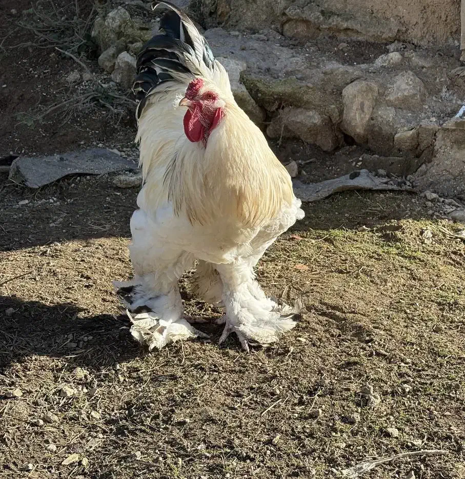 مرغ و خروس برهما|حیوانات مزرعه|گرگان, |دیوار