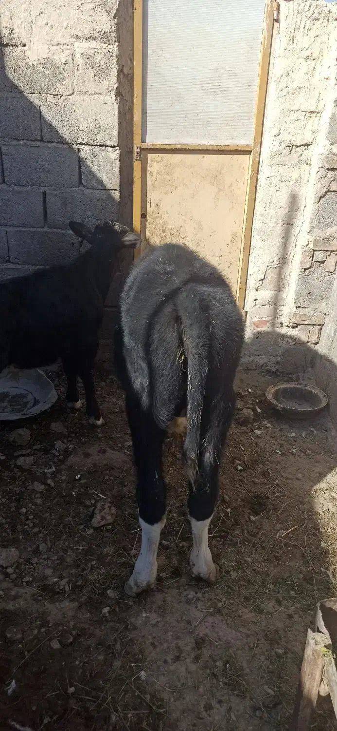 گوساله چهارماهه|حیوانات مزرعه|بردسکن, |دیوار