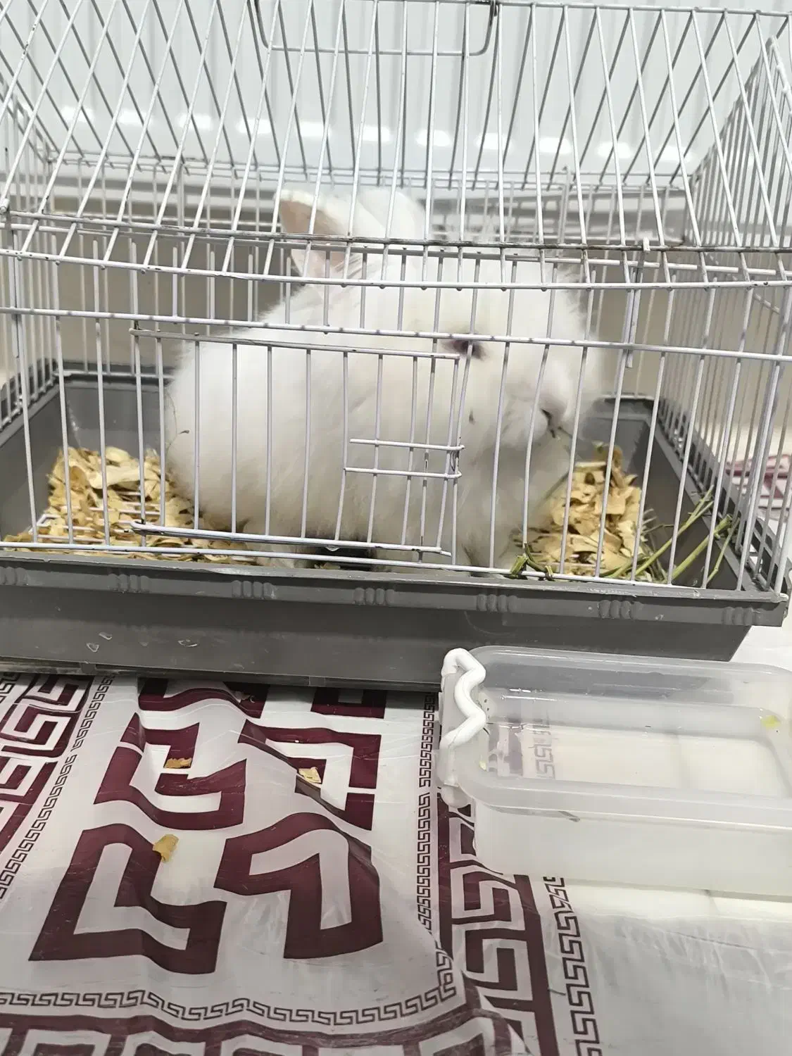 خرگوش لوپ نر|موش و خرگوش|کرمانشاه, |دیوار