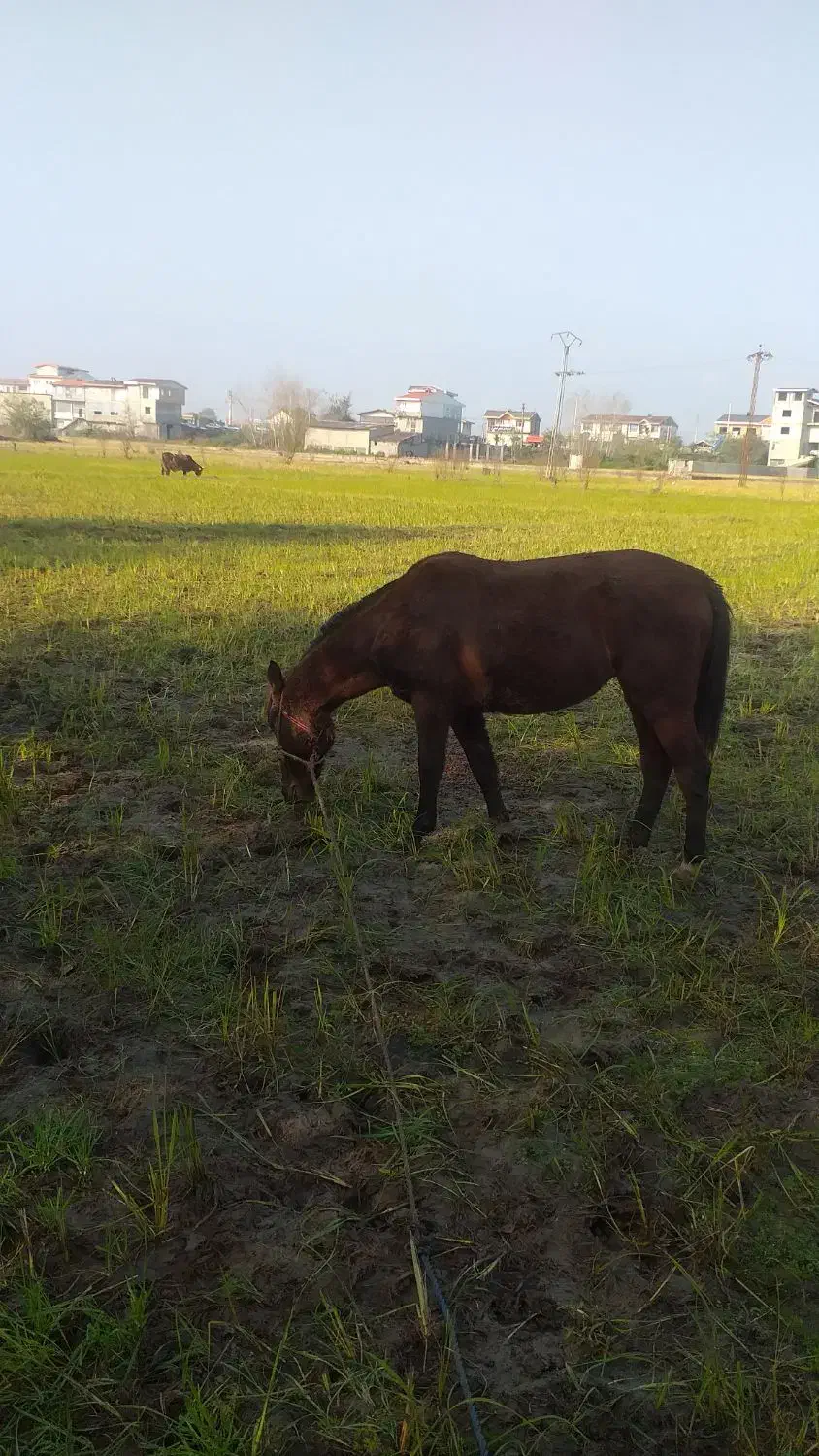 اسب نریان چهارسال|اسب و تجهیزات اسب‌سواری|املش, |دیوار