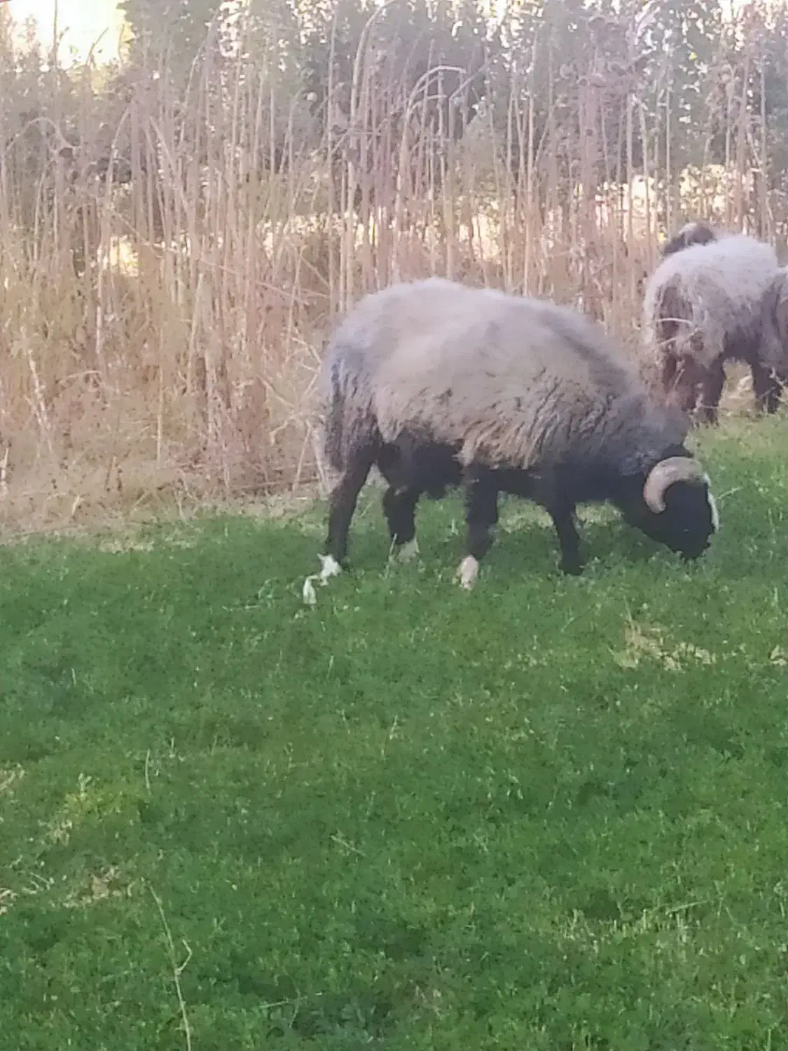 قوچ لک|حیوانات مزرعه|سپیدان, |دیوار