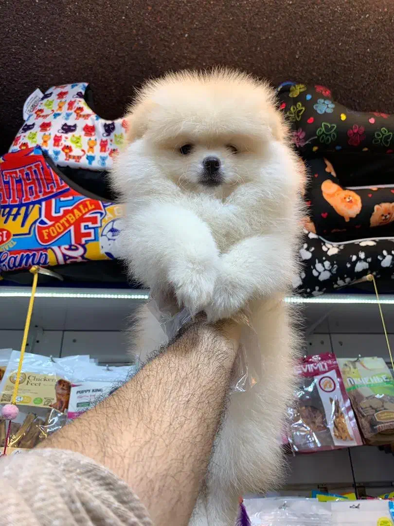 پامر سفید برفی|سگ|رشت, لاکانی|دیوار