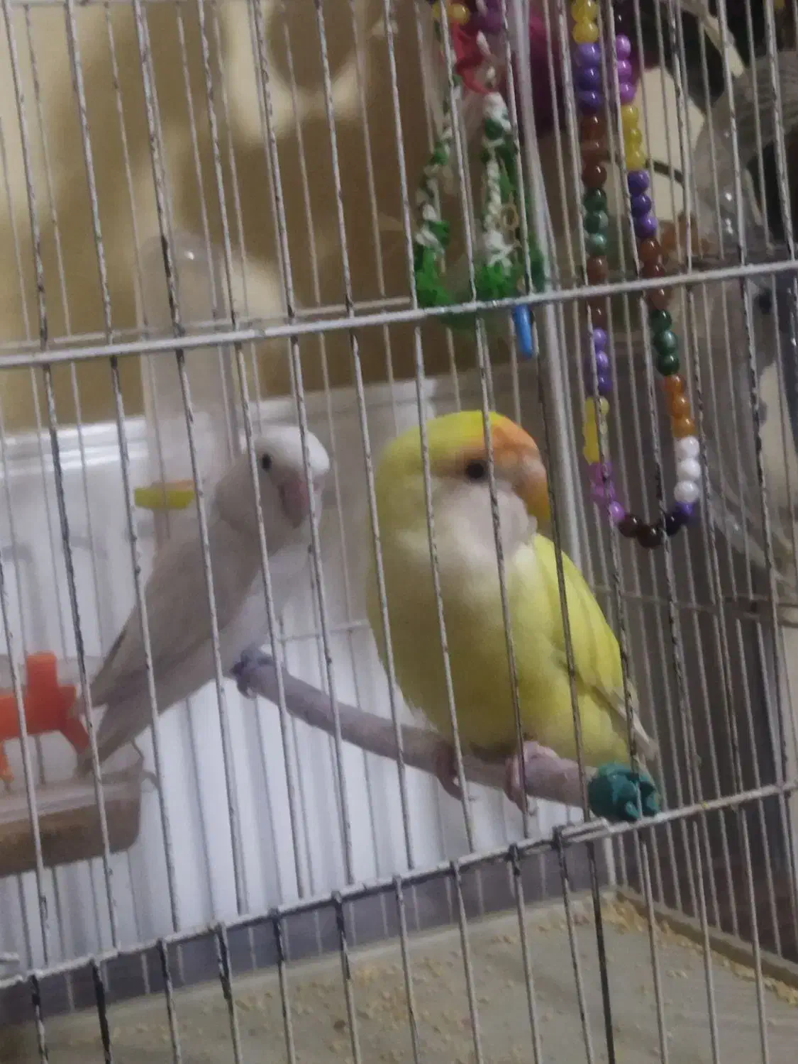 طوطی برزیلی|پرنده|کرمانشاه, |دیوار