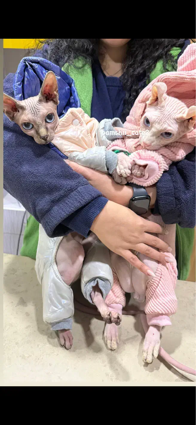 اسفینکس|گربه|رشت, کوی مهر|دیوار