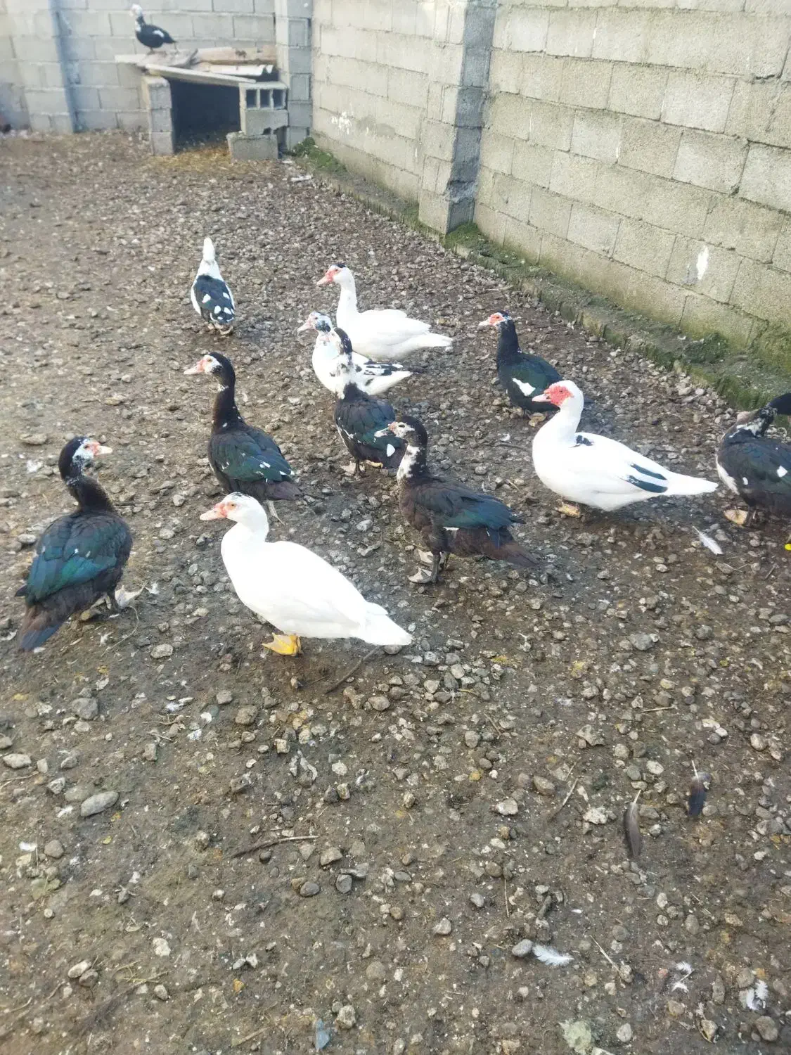 فروش اردک‌اسراییلی|حیوانات مزرعه|شیرود, |دیوار