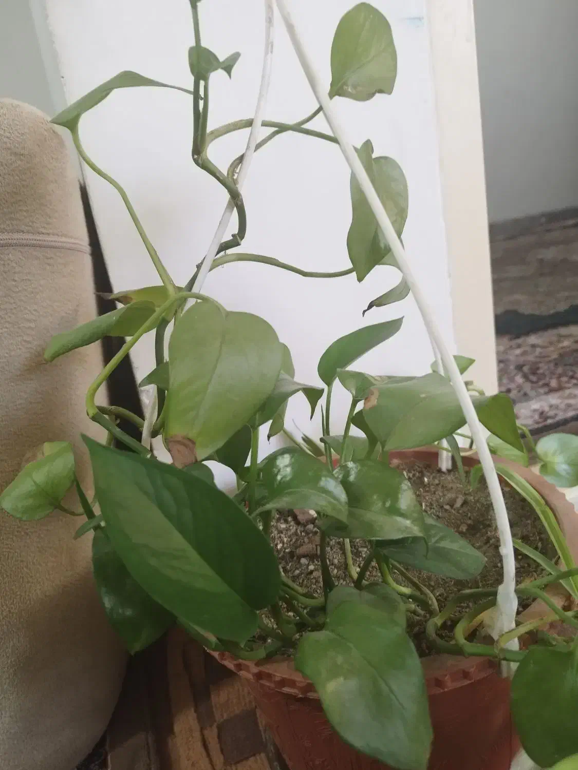 گم شدن گواهینامه|اشیا|سمنان, |دیوار