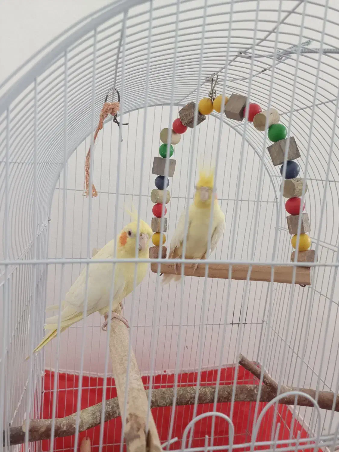 عروس هلندی|پرنده|کاشان, سیفی آباد|دیوار