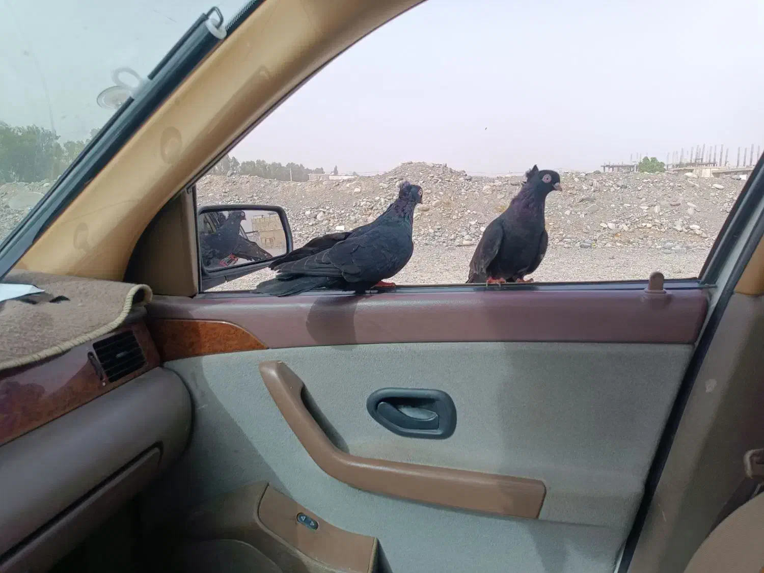 کبوتر زاغ کلافه ...خون خالص|پرنده|جیرفت, |دیوار