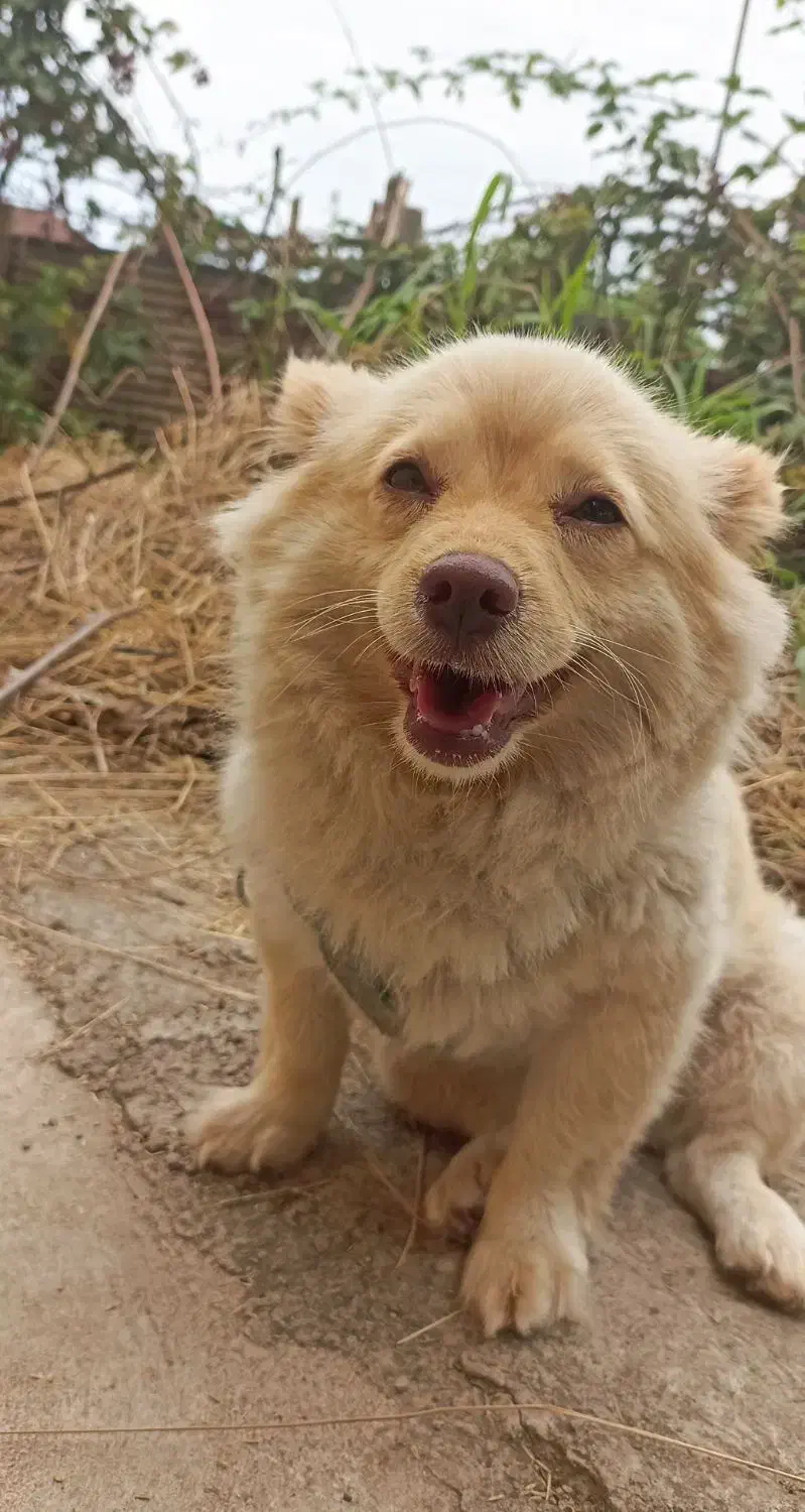 پامرین اشپیتز|سگ|رشت, اسماعیل آباد|دیوار