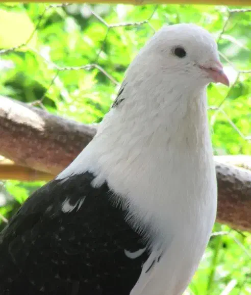 فروش کبوتر|پرنده|تنکابن, |دیوار