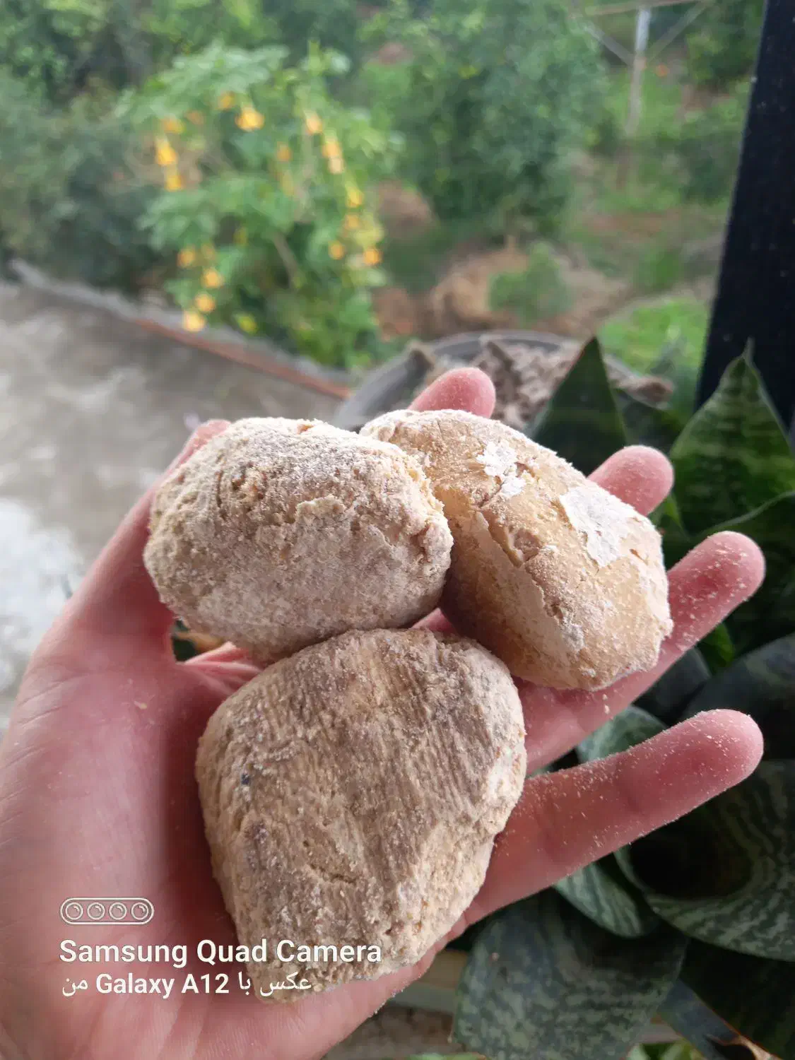 کشک گوسفندی|خوردنی و آشامیدنی|دالخانی, |دیوار