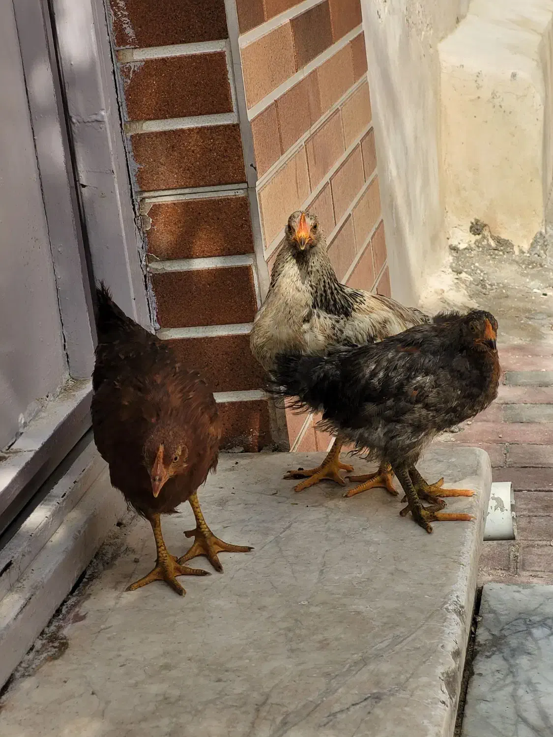 جوجه محلی بالغ|حیوانات مزرعه|قشم, |دیوار