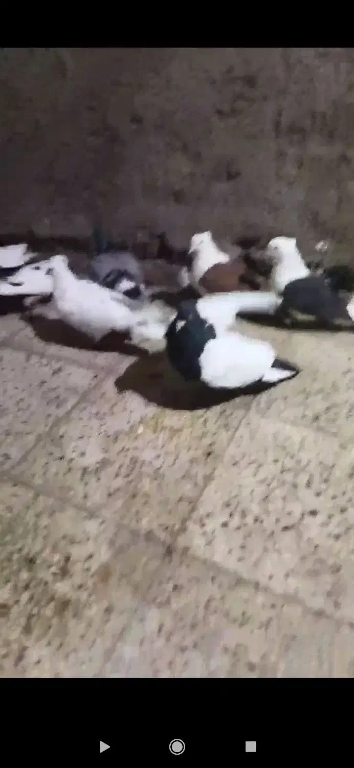 کبوتر سگ پرشی جوین جفت گاه پرشی|پرنده|سبزوار, هفت تیر|دیوار