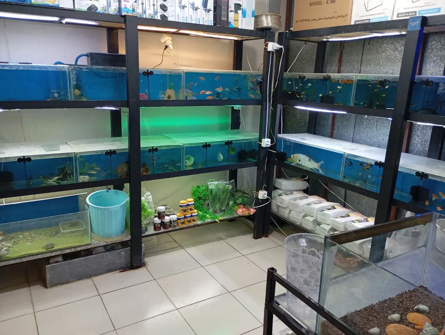 فروش ماهی های زینتی|ماهی|لار, |دیوار