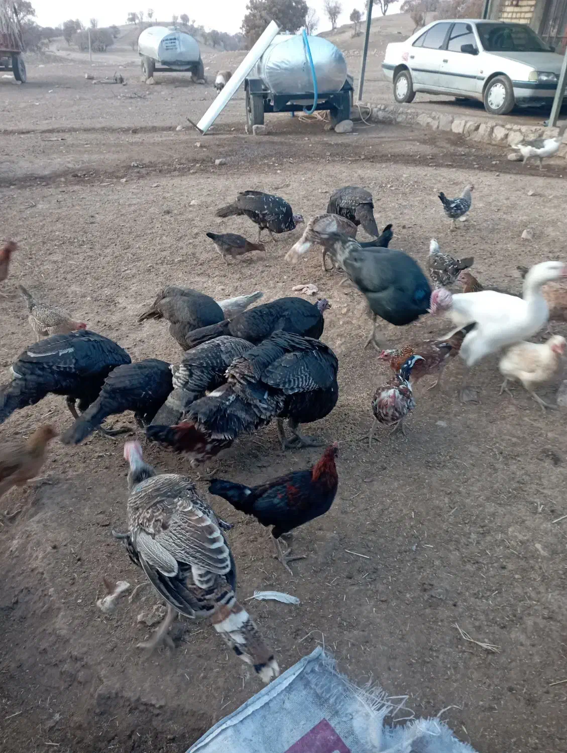 پنج عدد بوقلمون محلی به فروش می‌رسد|حیوانات مزرعه|فشاپویه, |دیوار