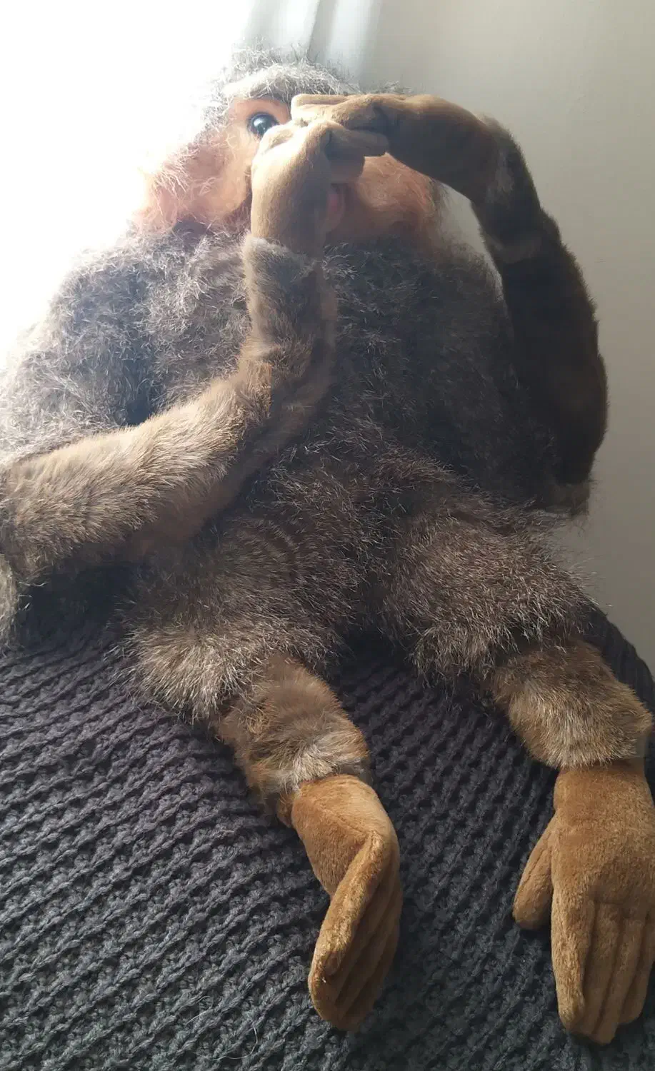 انواع گوریل های پشمالو برند وارداتی مناسب هدیه|اسباببازی بچه|پرند, فاز ۲|دیوار