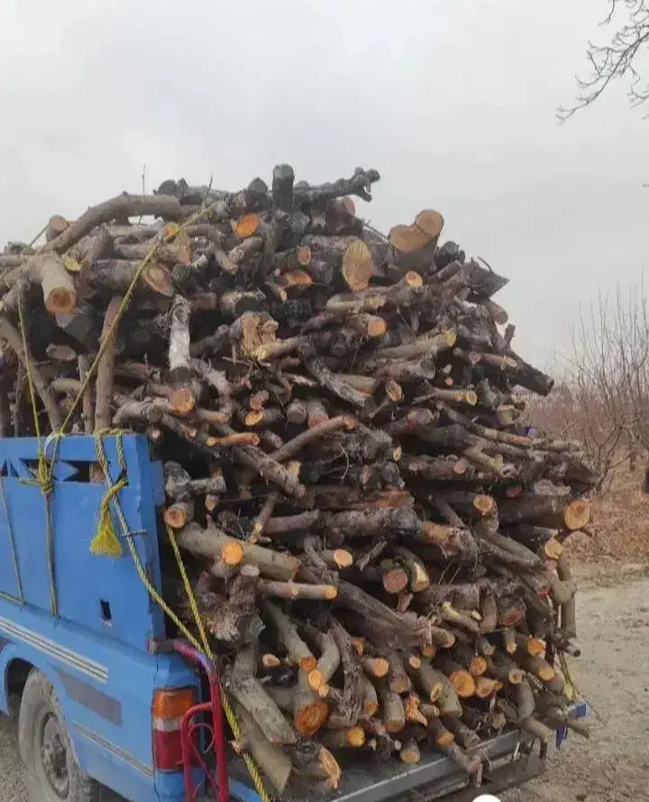 خرید چوب و قطع هر نوع درخت  (چوبوری)|خدمات باغبانی و درختکاری|هشتگرد, قاسم آباد بزرگ|دیوار