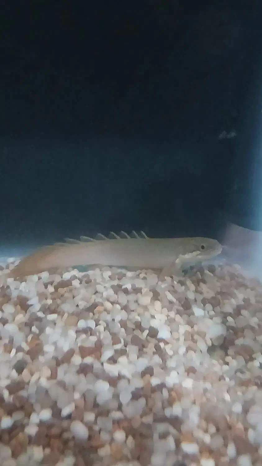 ماهی پولی|ماهی|خرمدره, |دیوار