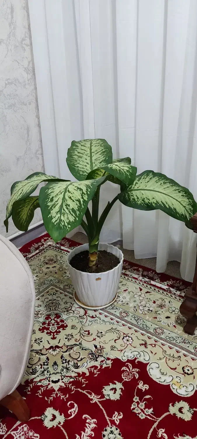 گل طبیعی|گل و گیاه طبیعی|دره شهر, |دیوار