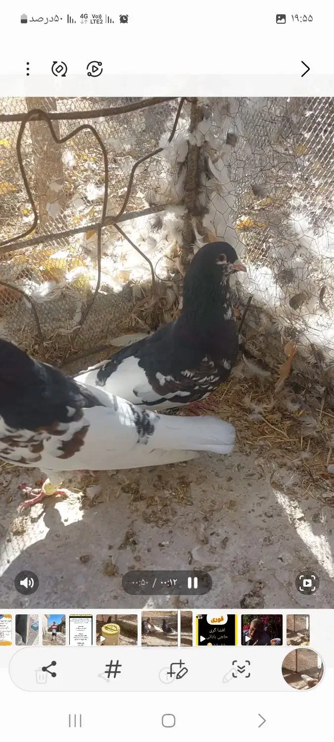 فروش کفتر|پرنده|سپیدان, |دیوار